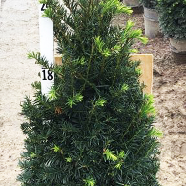 Captain Upright Pyramidal Yew image