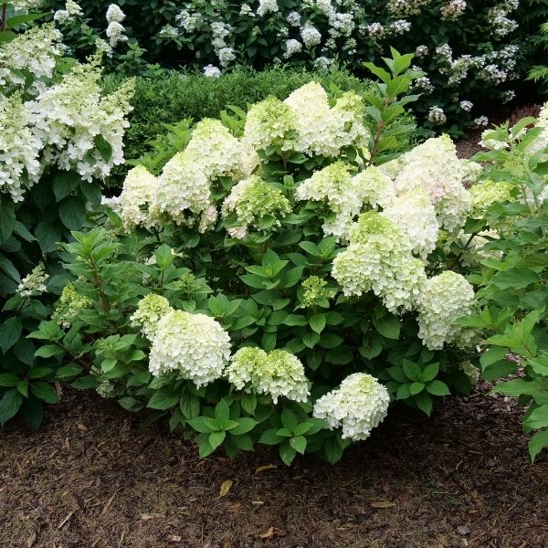 Little Lime Punch Hydrangea image