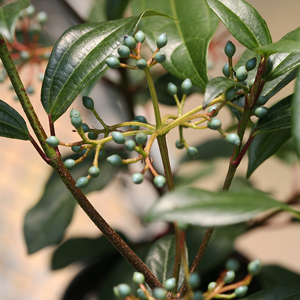 Yin David Viburnum image