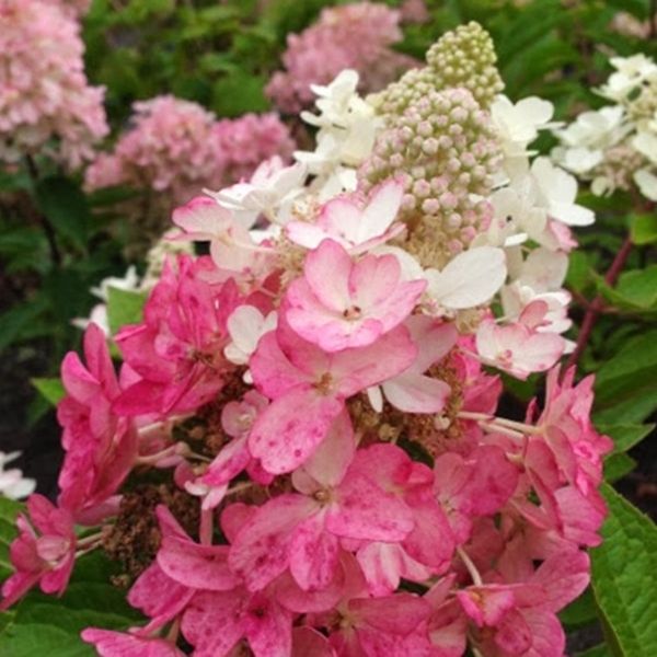 Flare Hydrangea image