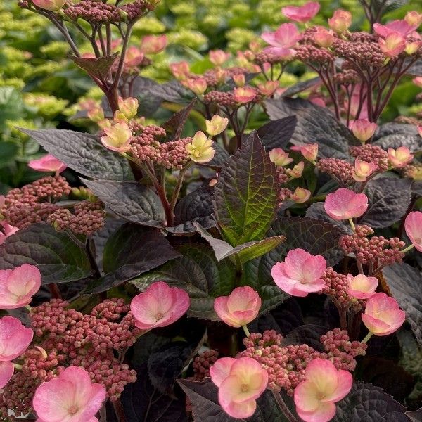 Pink Dynamo Mountain Hydrangea image