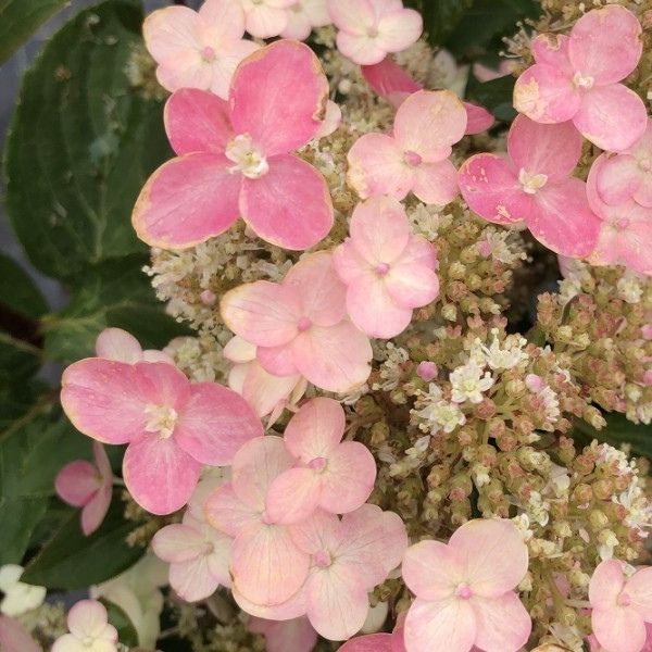 Torch Panicle Hydrangea image