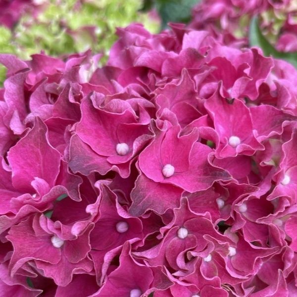 Frill Ride Bigleaf Hydrangea image