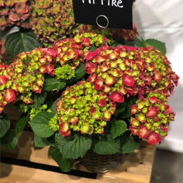 HI Fire Bigleaf Hydrangea image