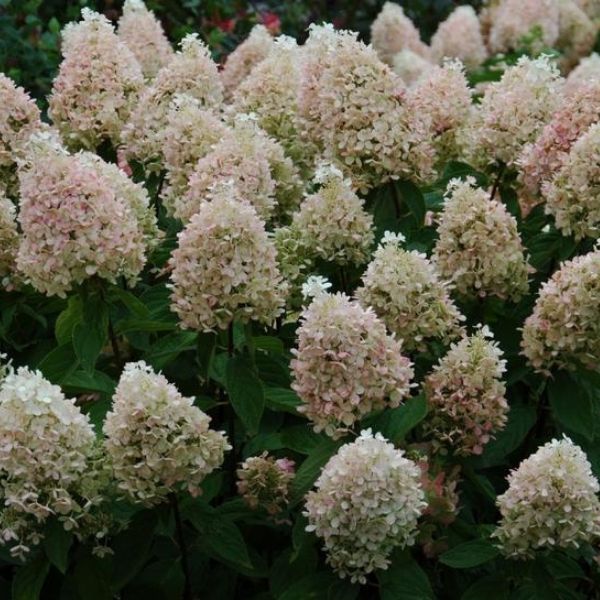 Sweet Summer Panicle Hydrangea image