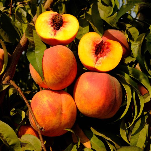 Autumn Flame Peach Tree image