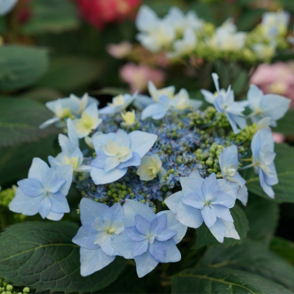 Tuff Stuff Ah-Ha Hydrangea image