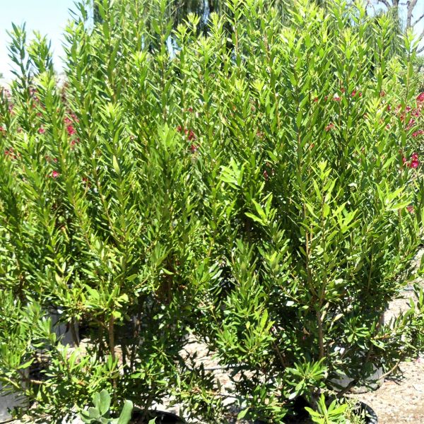 Pacific Wax Myrtle image