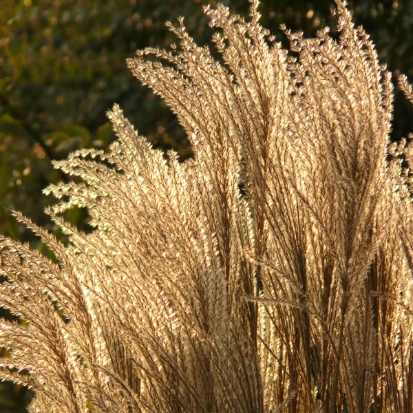 Silver Feather Maiden Grass image