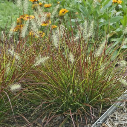 Burgundy Bunny Grass image