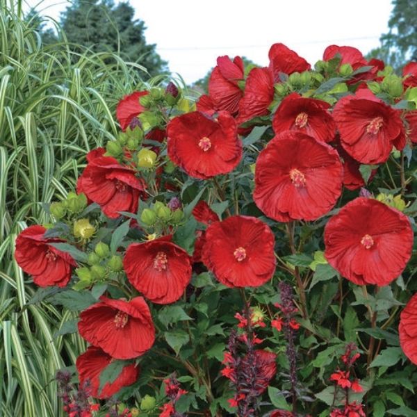 Cranberry Crush Hibiscus image