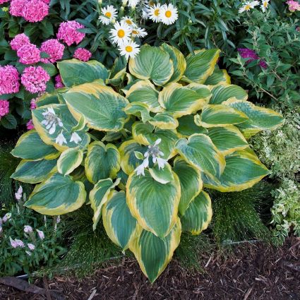 Seducer Hosta image