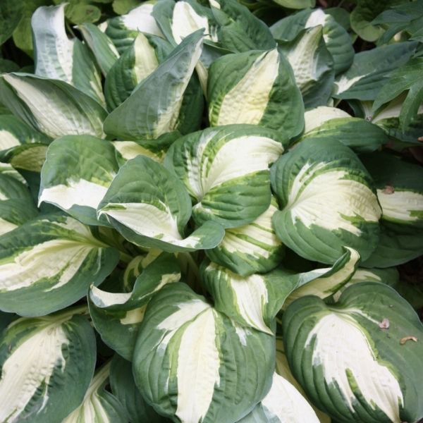 Vulcan Hosta image