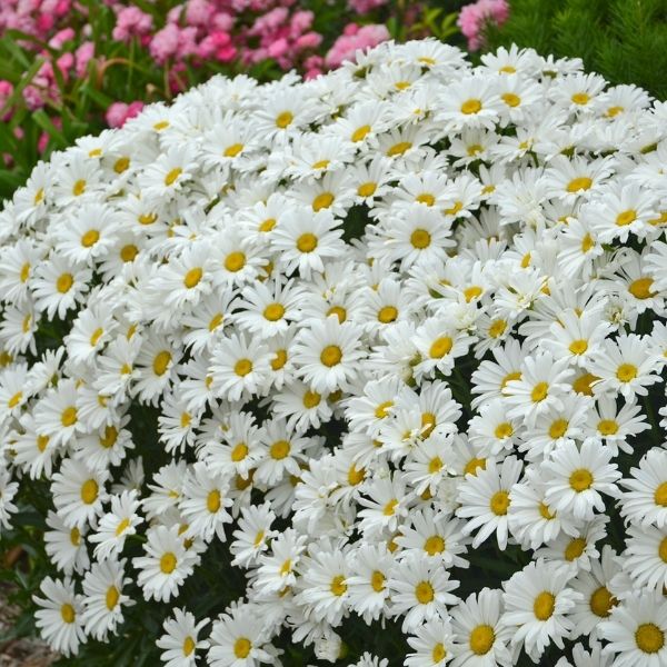 Amazing Daisies Daisy May Shasta Daisy image