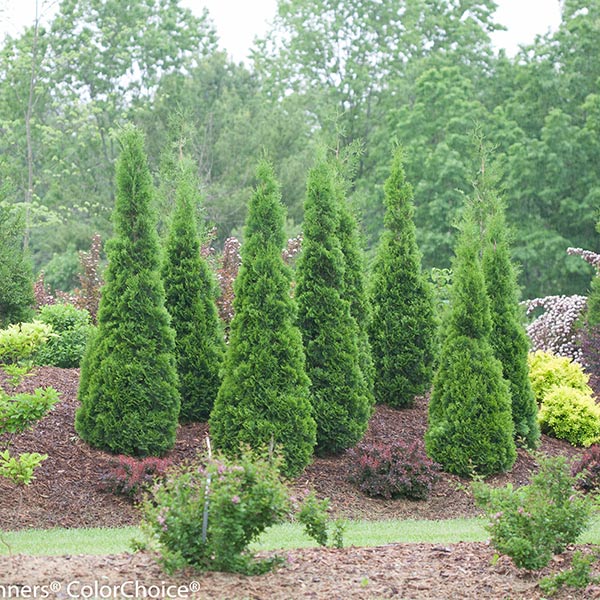 North Pole Arborvitae image