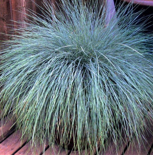 Hardy Blue and Festuca: Beyond Beautiful Grass Ornamental