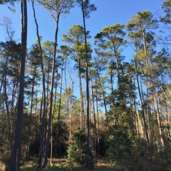 Longleaf Pine Tree image