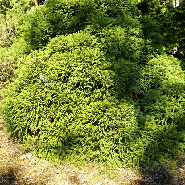 Dwarf Japanese Cedar image