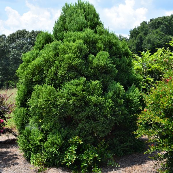 Chapel View Japanese Cedar image