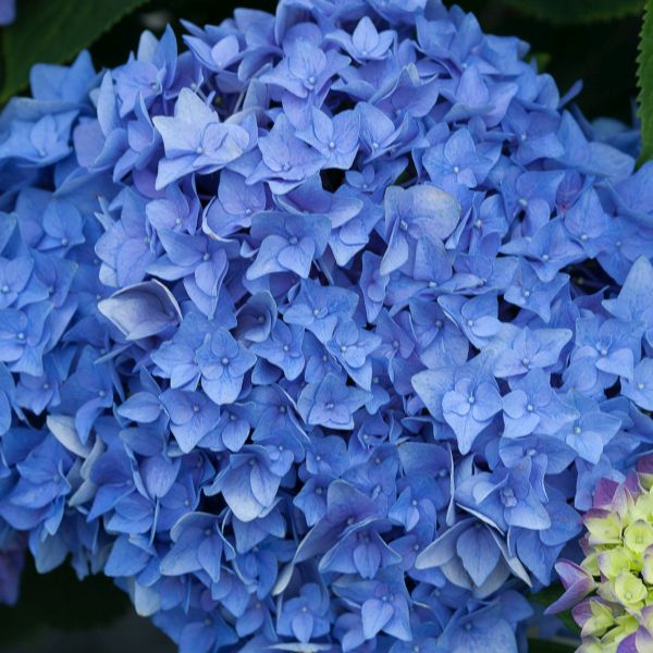 Let's Dance Rhythmic Blue Reblooming Hydrangea image