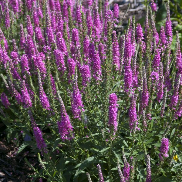 Red Fox Speedwell Veronica: Hardy, Long-Blooming Perennial for Colorful ...