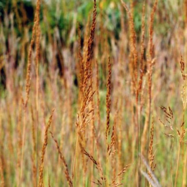 Indian Grass image