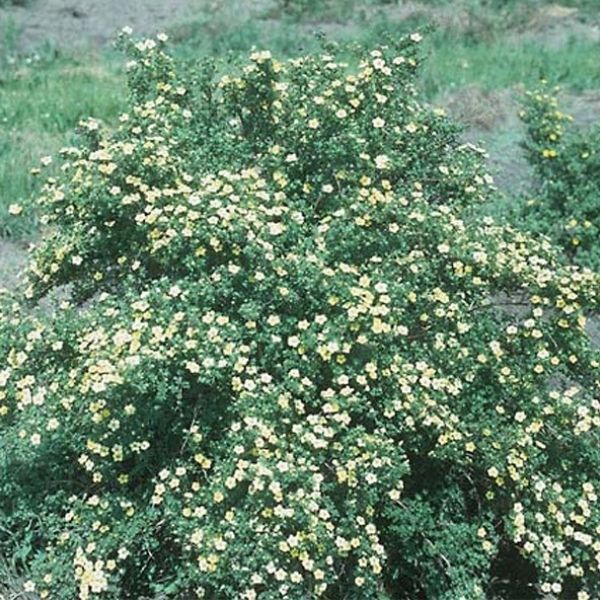 Potentilla Primrose Beauty image