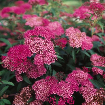 Anthony Waterer Spirea - Spiraea x bumalda 'Anthony Waterer'