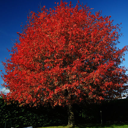 Shumard Oak  Tree image