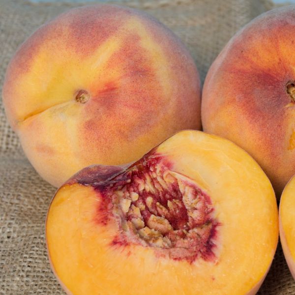 Rio Oso Gem Peach Tree image