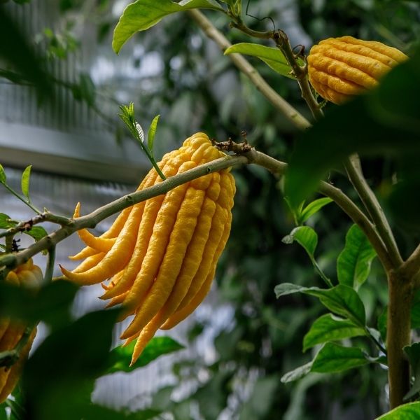 Buddha Hand Fruit image