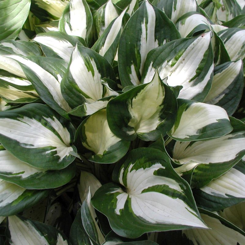 Fire and Ice Hosta image