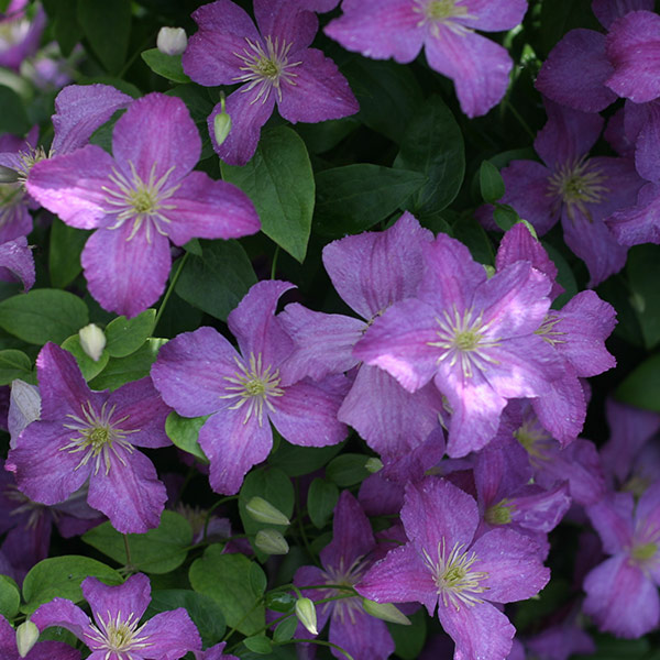 Jolly Good Clematis image