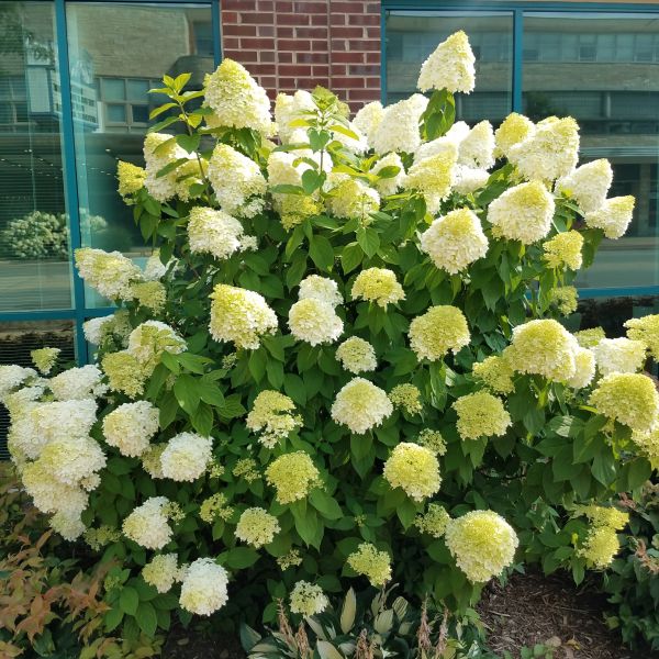 Limelight Hydrangea image