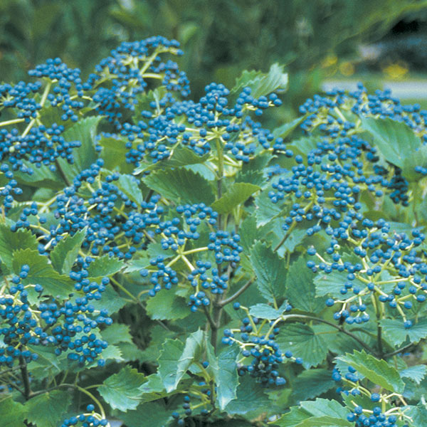 Blue Muffin Arrowwood Viburnum image