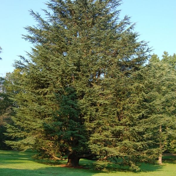 Eastern Red Cedar Tree image