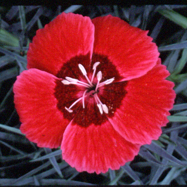 Dianthus Eastern Star image