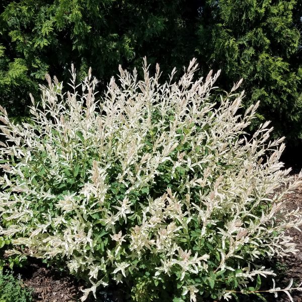 Dappled Willow image