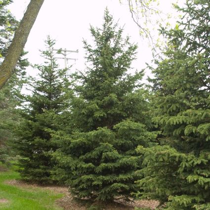 Black Hills Spruce Tree image