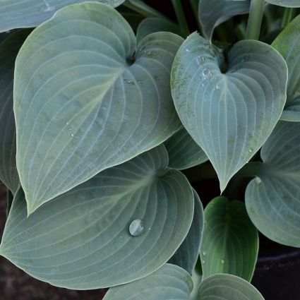 Big Daddy Hosta image