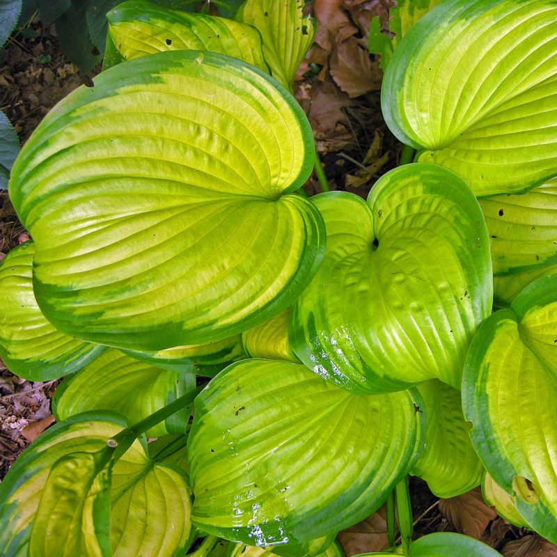 Stained Glass Hosta image