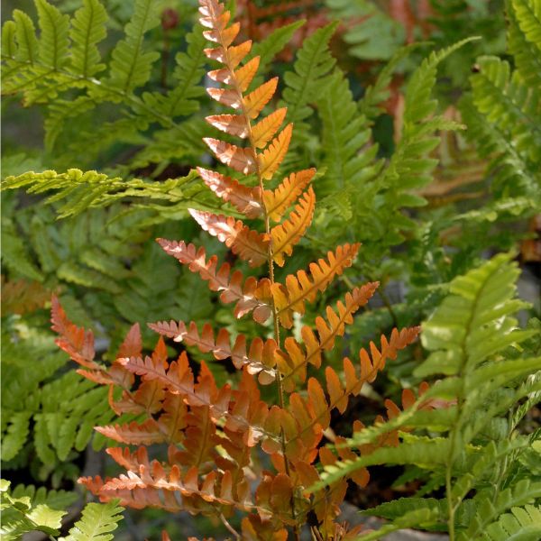 Brilliance Autumn Fern image