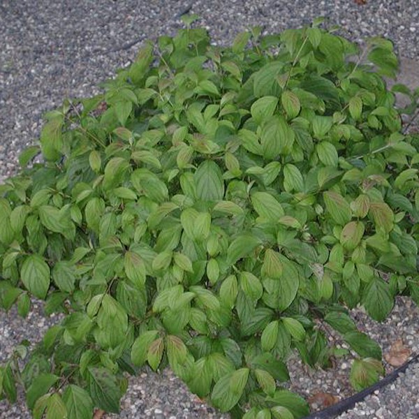 Kelsey's Dwarf Dogwood image