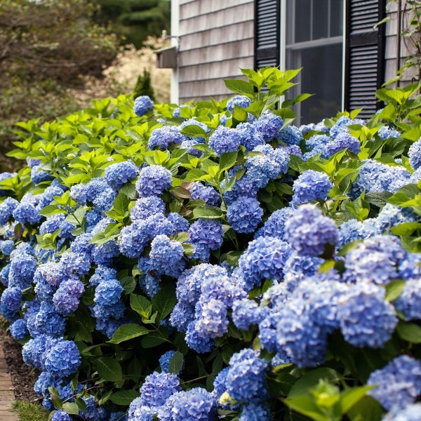 The Original Endless Summer Hydrangea image