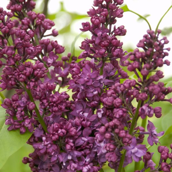 Charles Joly Lilac image