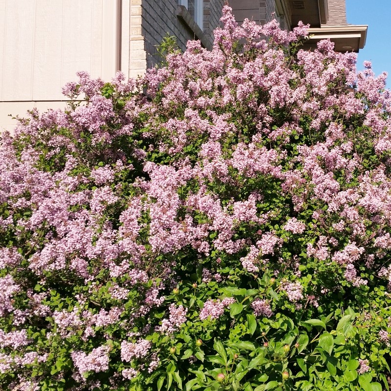 Dwarf Korean Lilac image