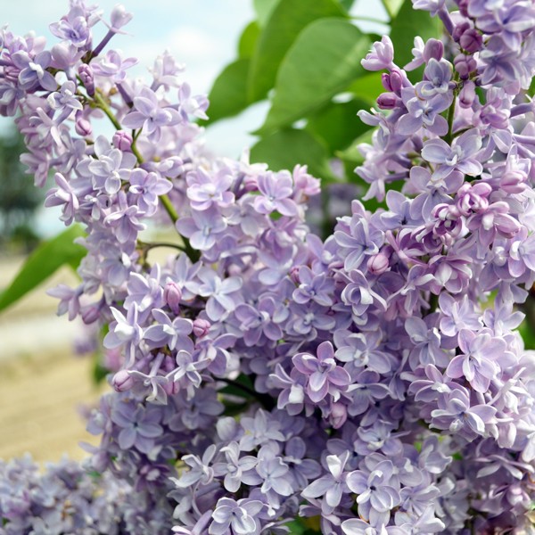 President Grevy Lilac image