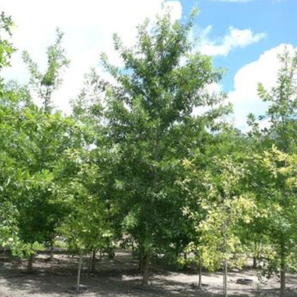 Nuttall Oak (Quercus nuttallii) - Premium Quality Oak Trees for Sale ...