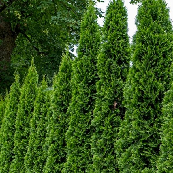 Emerald Green Arborvitae (Thuja occidentalis 'Smaragd') - Perfect Privacy  Tree for Your Landscape