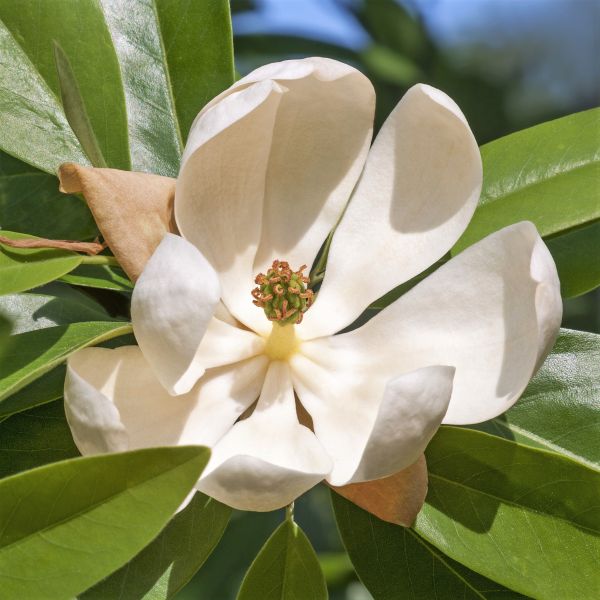 Sweet Bay Magnolia image